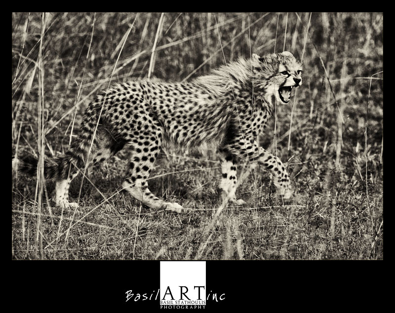 Malaika's cub