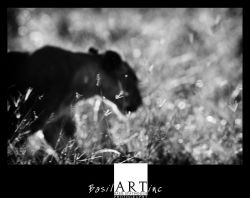 Mara marsh lioness in the grass