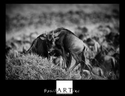 Millions of wildebeest