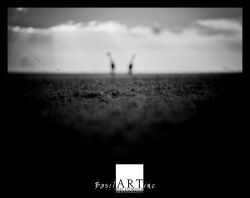 Shadows in the grass