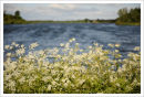 Forfar Loch