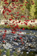 Clova Berries