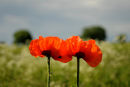 Pair of Poppies