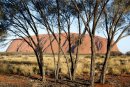 Trees at Ayers Rock