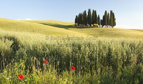 Cypress Trees Val D'Orcia