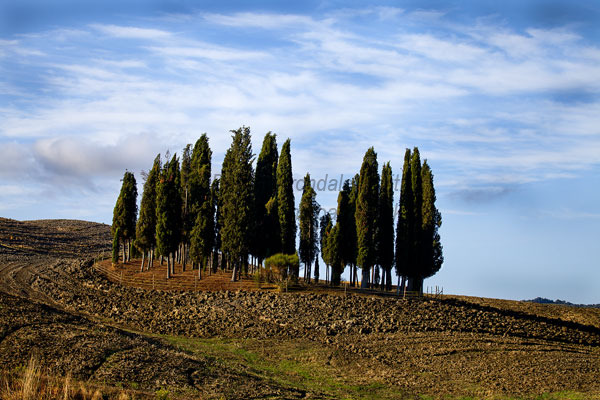 Cypress Trees & Furrows