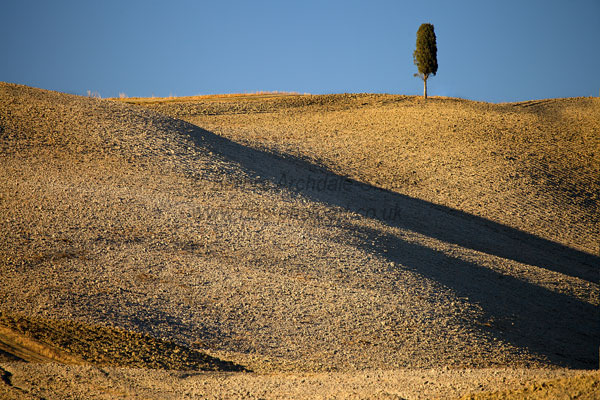 Cypress Tree On Ploughed Hilltop
