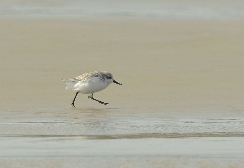 Spoon-billed Sandpiper the famous 01 in Rudong Oct 2014