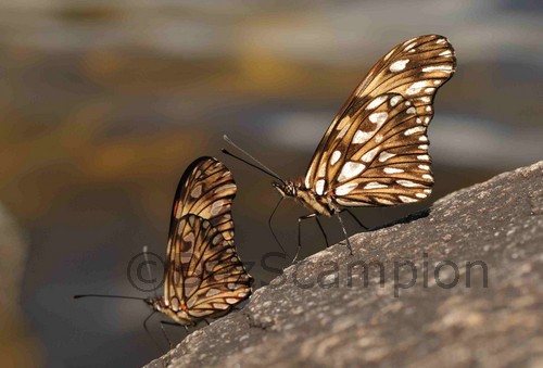 Juno Butterflies. Dione juno