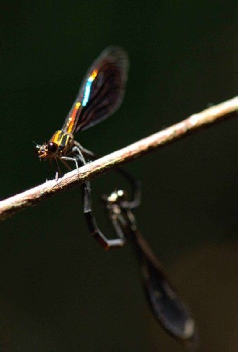 Chalcopteryx rutilans Brazil
