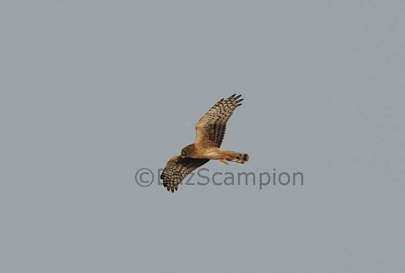 Northern Harrier
