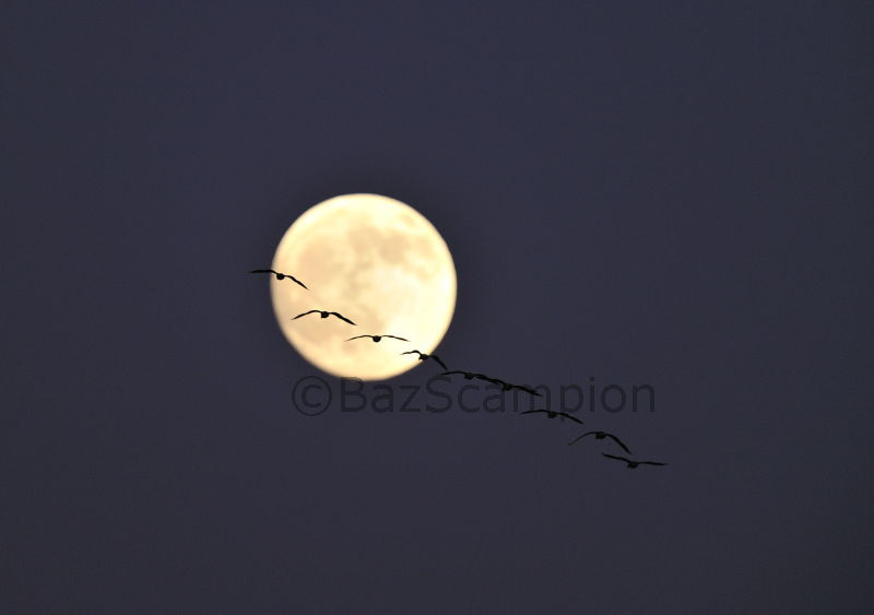 Pink feet in moonlight
