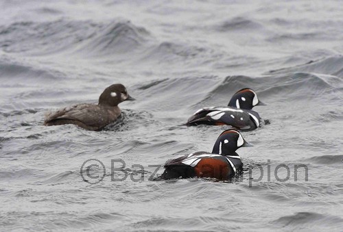 Harlequin Ducks