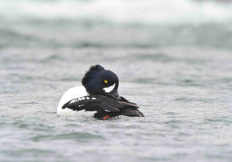 Barrow's Goldeneye