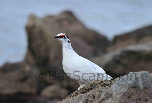 Male Rock Ptarmigan. Lagopus muta.