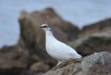 Male Rock Ptarmigan. Lagopus muta.