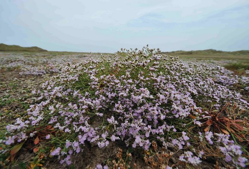 Matted Sea Lavender Limonium bellidifolium