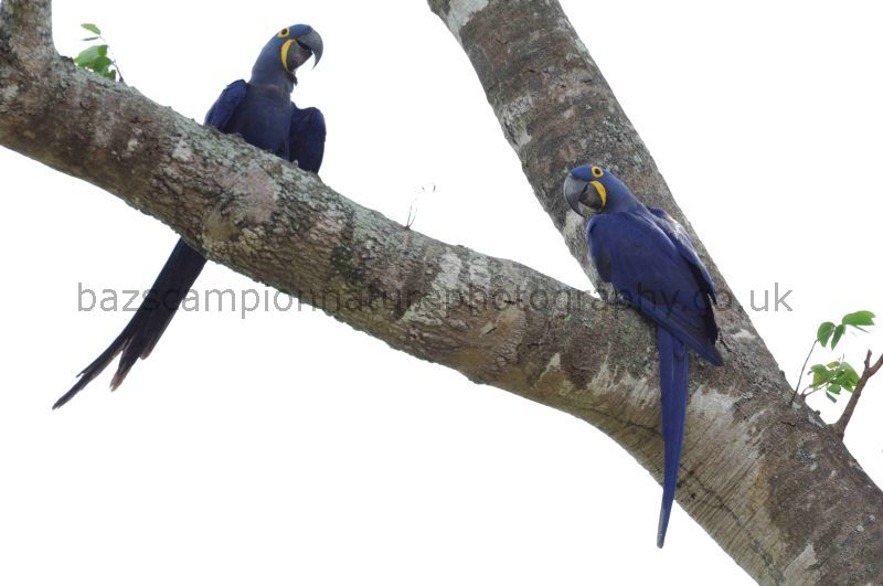 Hyacyinth Macaws