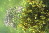 Common Sea Lavender and Bladderwrack