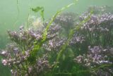 Common Sea Lavender Underwater at High tide