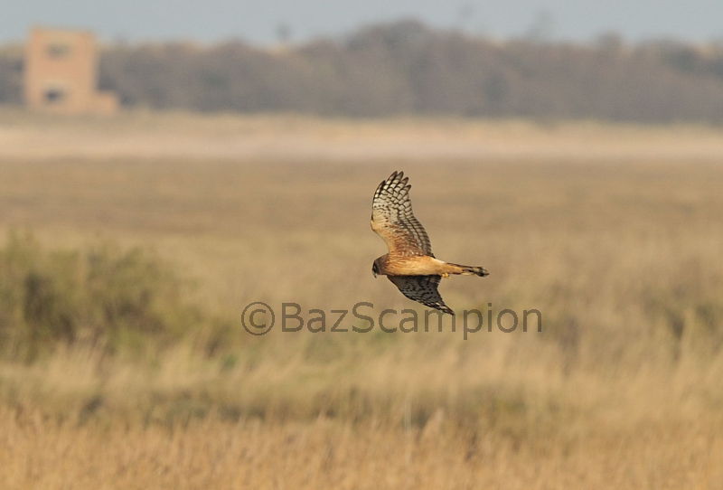 Juvenile Northern Harrier.Thornham