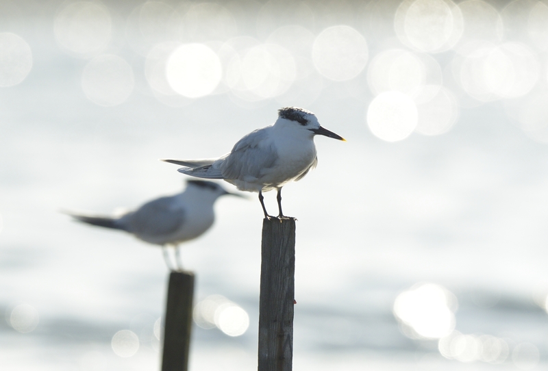 Sandwich Terns