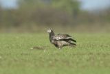Escaped Egyption Vulture