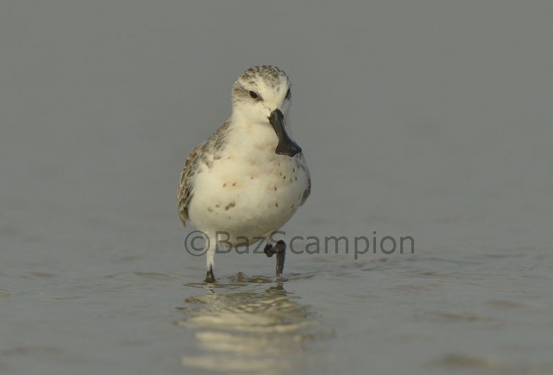 Adult Spoon-billed Sandpiper