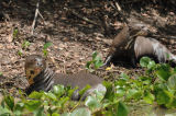 Giant River Otters
