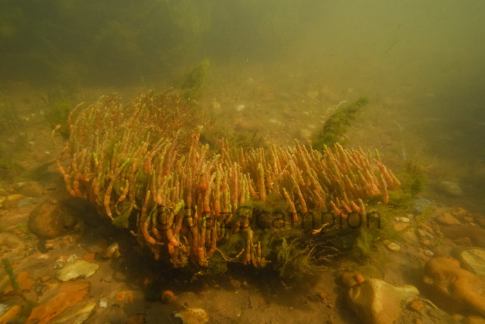 Perennial Glasswort. Sarcacornia perennis.