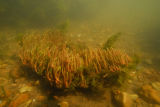 Perennial Glasswort. Sarcacornia perennis.