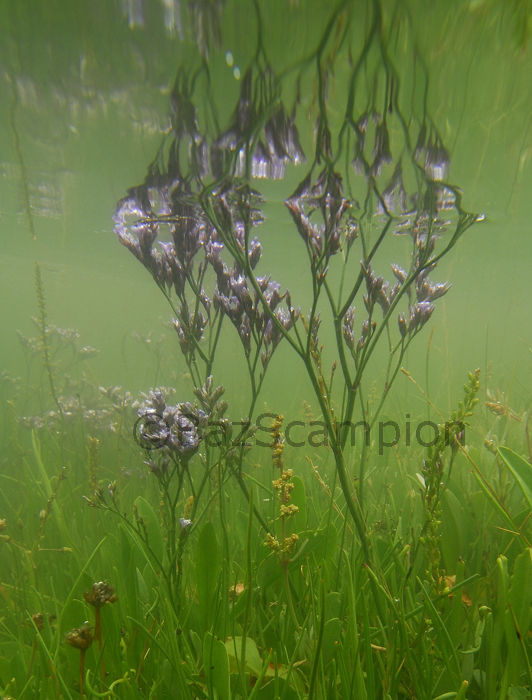 Common Sea Lavender. Limonium vulgare.