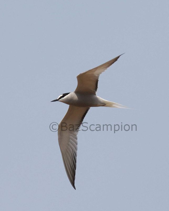 Adult summer Aleutian Tern
