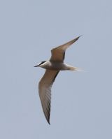 Adult summer Aleutian Tern