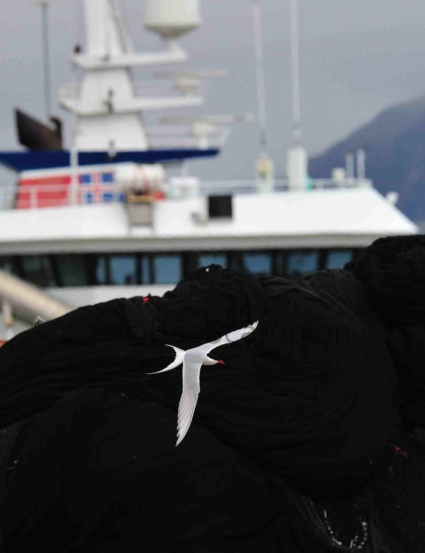Arctic Tern and trawler