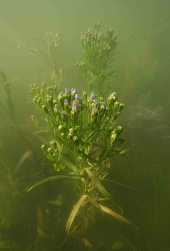 Sea Aster underwater Brancaster Harbour Scolt Head Island