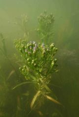 Sea Aster.