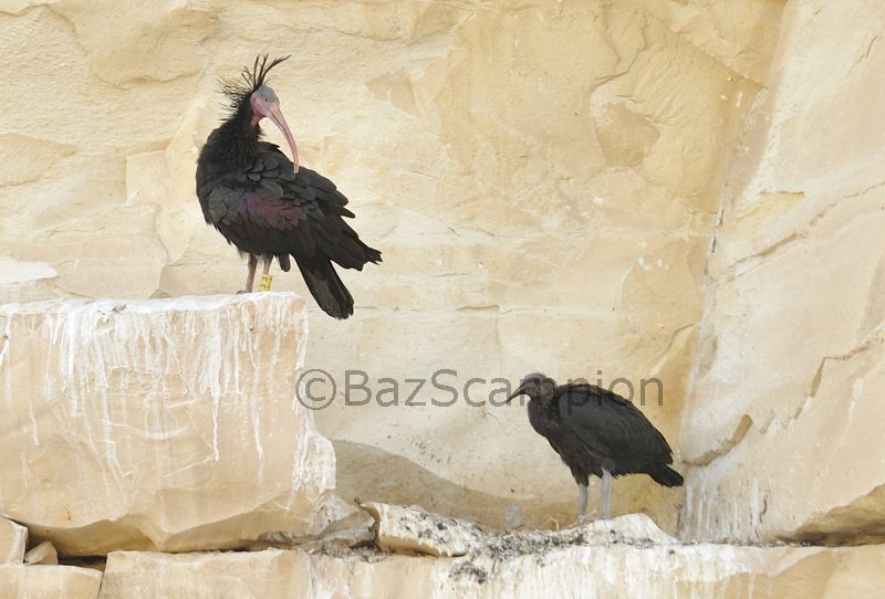 Northern Bald Ibis at nest with chick