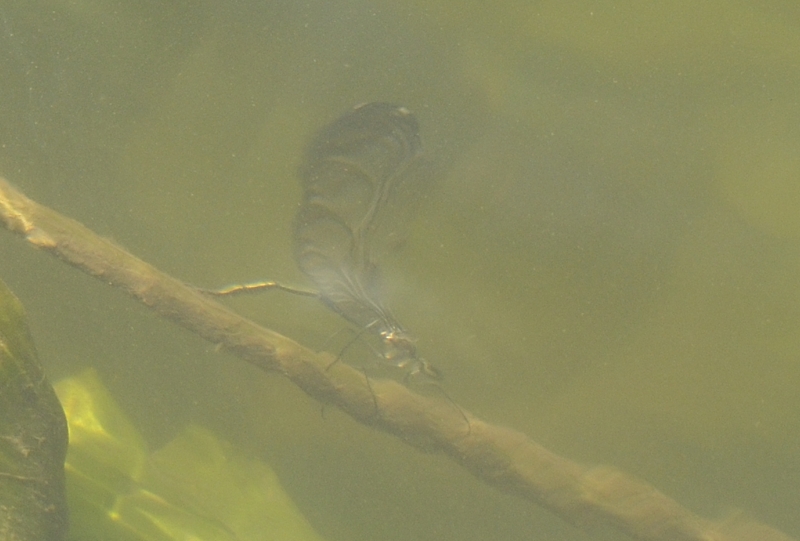 Female Banded Demoiselle underwater egg laying