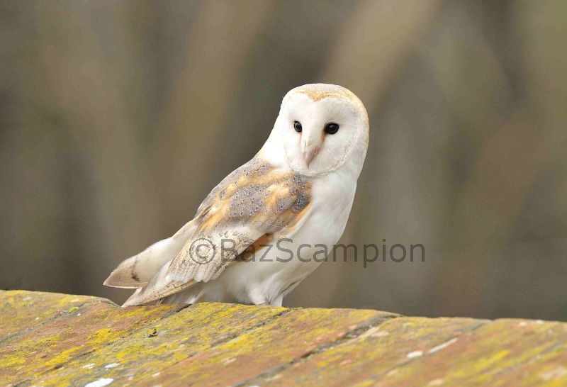 Barn Owl on Holkham Wall