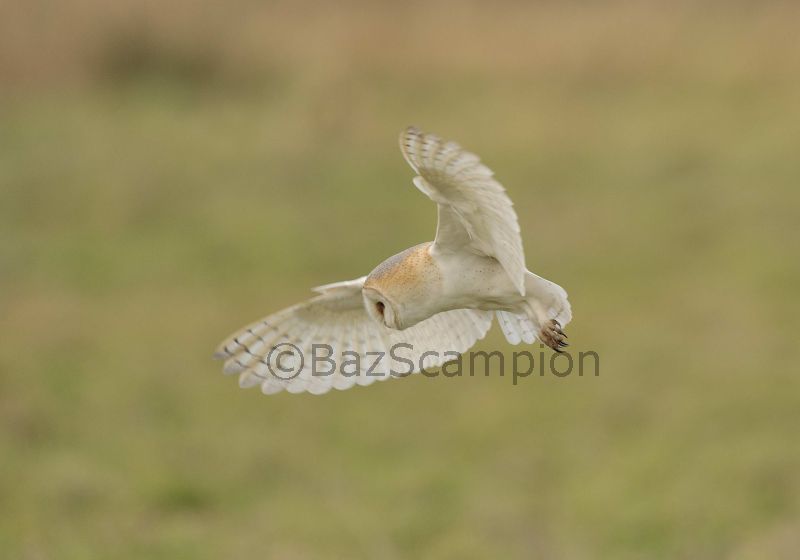 barn owl