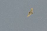 Barn Owl hunting in the snow
