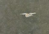 Barn Owl hunting in a snow storm