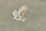 Barn Owl hunting