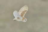 Barn Owl