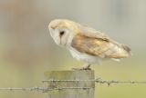 Barn Owl