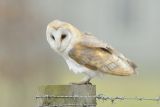 Barn Owl on Fence post
