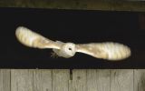 Barn Owl flying out of barn