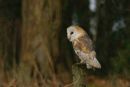 Barn Owl. Holkham.Norfolk