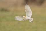 Barn owl